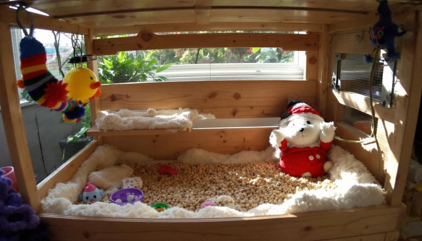 Comment choisir le parfait habitat pour votre rongeur ?